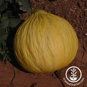 Golden Beauty Casaba Melon