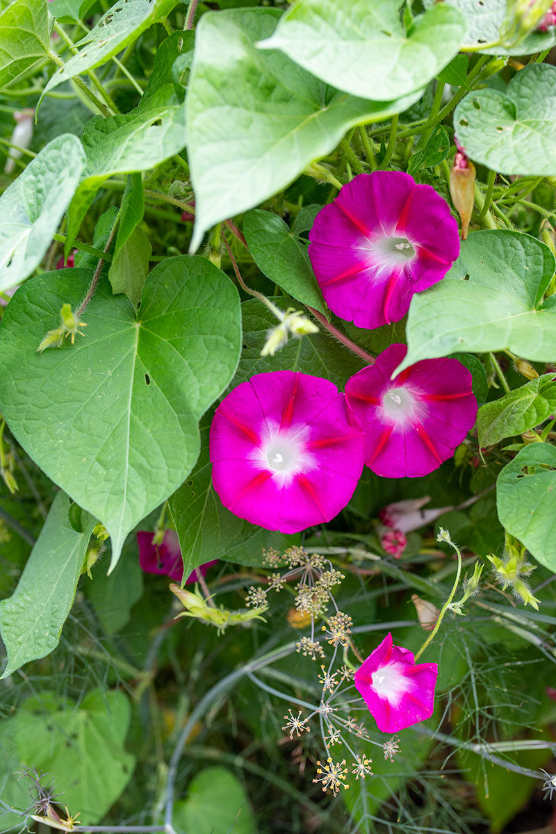 Crimson Rambler Morning Glory