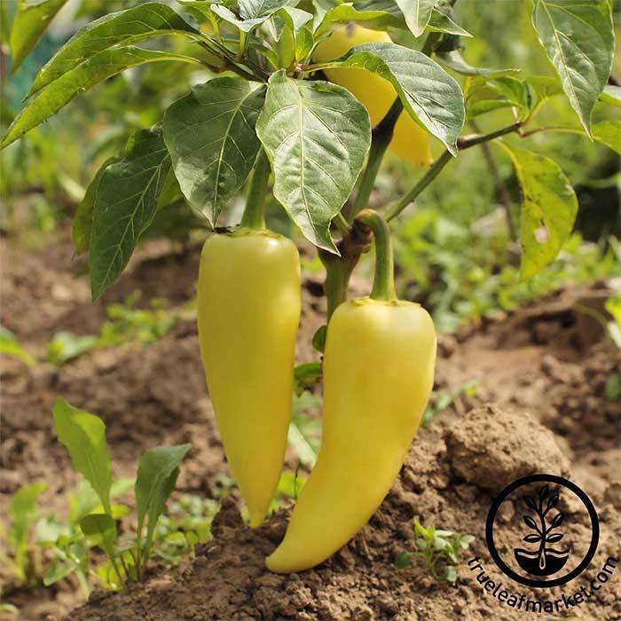 Hungarian Yellow Wax Sweet Pepper