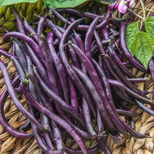 Purple Queen Bush Bean