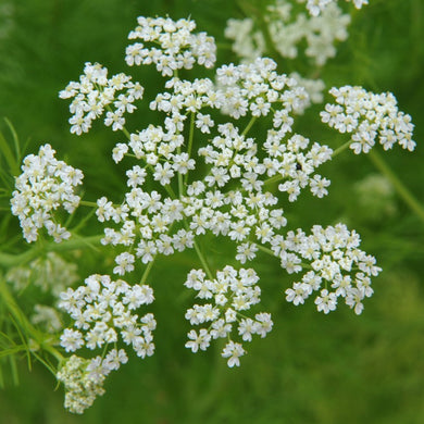 Caraway